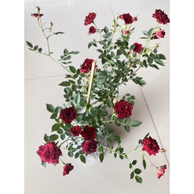 กุหลาบเรดคาสเคท เลื้อยดอกดกบานทนถุงละ 100 บาท ส่งยกต้นพร้อมติดดอกพุ่มสวย