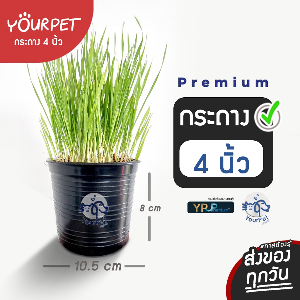 กระถาง 4 นิ้ว (1-4ใบ) ทนแดด แข็งแรง ไม่แตกง่าย กระถางใช้ปลูกต้นอ่อนหรือปลูกแคสตัส พร้อมส่งจากไทย