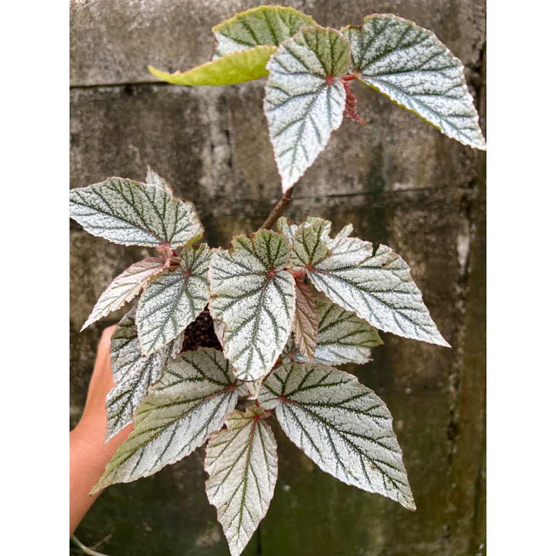 บีโกเนีย Begonia ‘Don Miller’กระถาง 4นิ้วและ 6นิ้ว