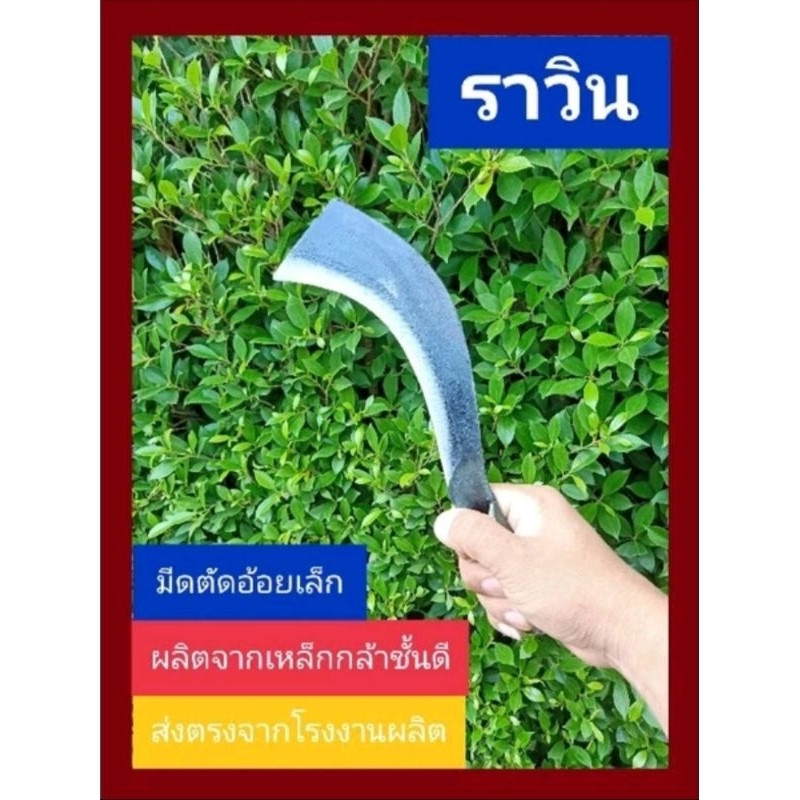 มีดตัดอ้อยเล็ก ตรา ราวิน แหนบแท้ 100%