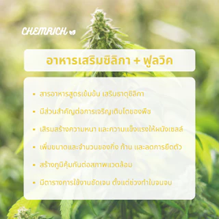 1000ml ซิลิกา (Silica + Fulvic) ธาตุซิลิกาเสริมความแข็งแรง เพิ่มขนาดกิ่ง ก้าน และลดการหดตัว สารอาหารเข้มข้น - Chemrich