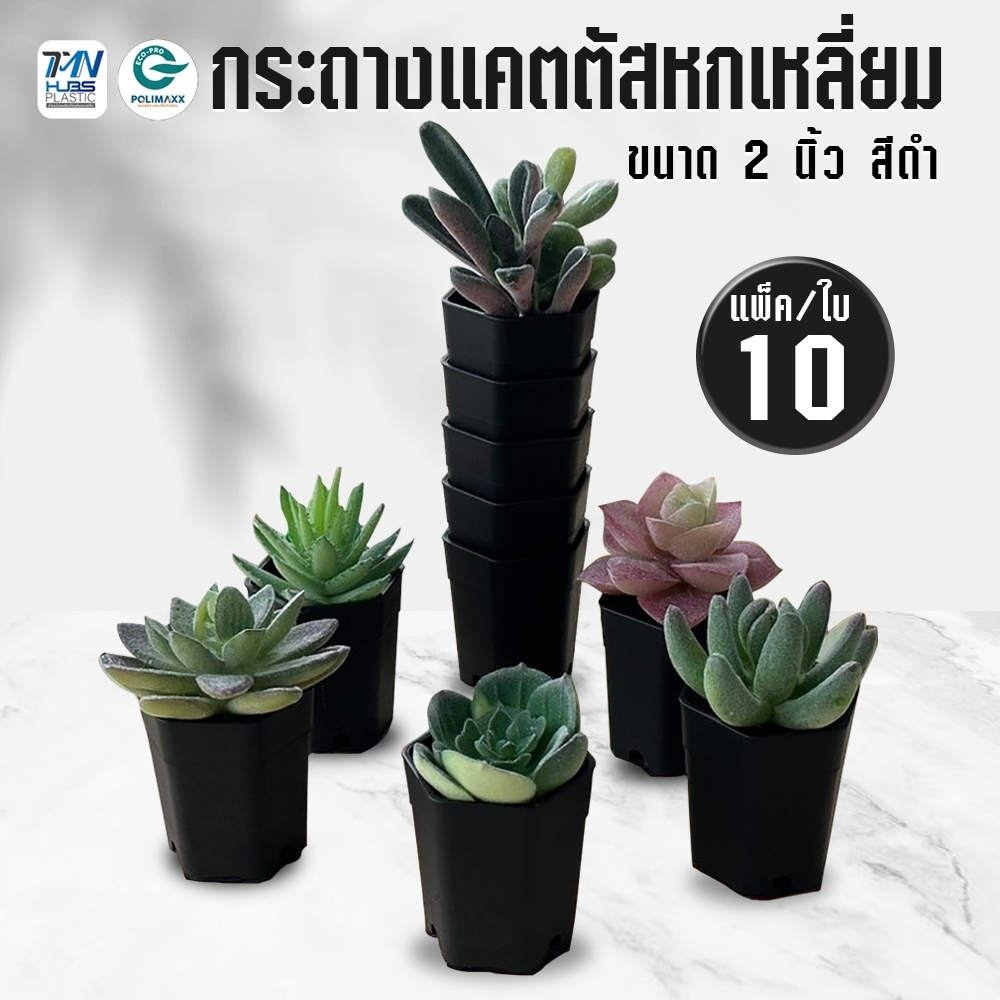กระถางแคตตัสมินิมอล ทรงหกเหลี่ยม 2,3,4 นิ้ว แพ็ค 10 ใบ มี 2 สี ขาว, ดำ กระถางพลาสติก TMN_Hubs