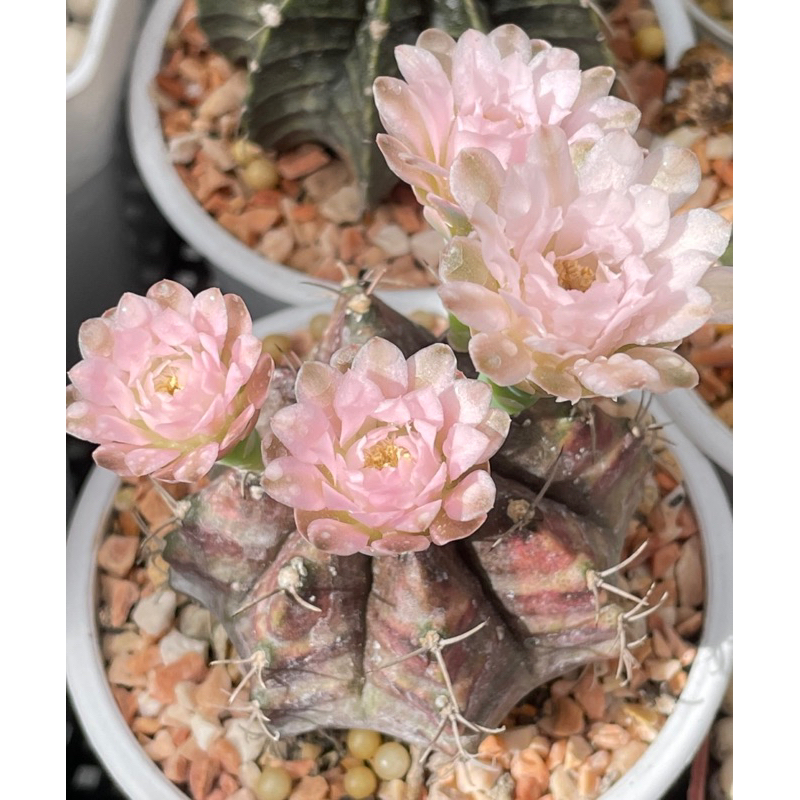 ขายเมล็ดพันธุ์ยิมโน ยิมโนคาไลเซียม เมล็ดแคคตัส Gymnocalycium ยิมโนดอกชมพู ยิมโนแท้ ต้นยิมโนด่าง เมล็