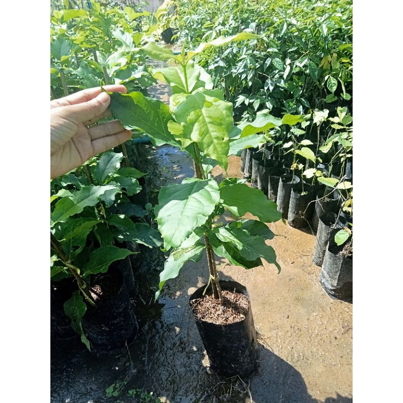 ต้นพีนัทบัตเตอร์หรือเนยถั่ว/ตอนกิ่ง สูง 40-60 ซม. ผลสุกมีรสหวาน ออกดอกตลอดทั้งปี - รูปที่ 4