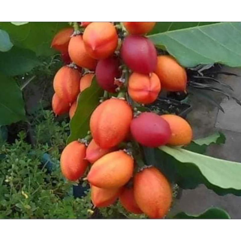 ต้นพีนัทบัตเตอร์หรือเนยถั่ว/ตอนกิ่ง สูง 40-60 ซม. ผลสุกมีรสหวาน ออกดอกตลอดทั้งปี - รูปที่ 5