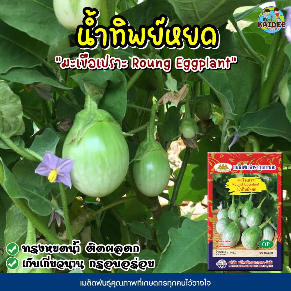 เมล็ดมะเขือเปราะน้ำทิพย์หยด Roung Eggplant เมล็ดมะเขือเปราะ เมล็ดพันธุ์มะเขือเปราะ มะเขือเปราะ เมล็ดมะเขือหยดน้ำ ตราภูเข