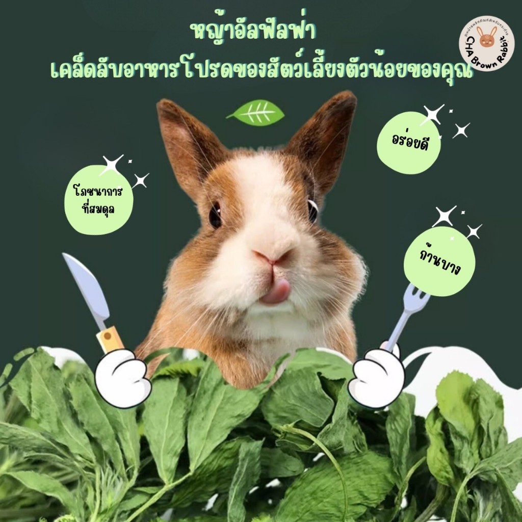 หญ้ากระต่าย หญ้าอัลฟาฟ่าอบลมร้อน Super Premium Alfalfa Grass ขนาด 1Kg.(กล่องน้ำตาล) ใบล้วน - รูปที่ 3