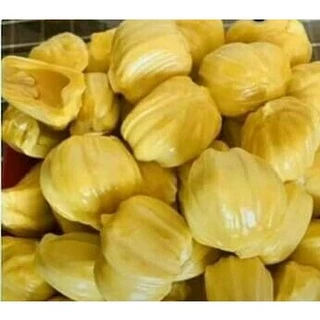 ต้นขนุนไร้เมล็ดเพชรน้ำผึ้ง ทาบกิ่ง🍈ผลใหญ่ไร้เมล็ด ลูกใหญ่8-15โลกันเลยทีเดียว🎋🌳ความสูง 45-50 ซม.🌳(1 ต้น)