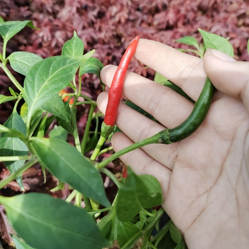🌱พริกจินดาแดง🌱ผักปลอดสารพิษ รากแน่นทุกต้น ใส่ถุงดำขนาด 6 นิ้ว
