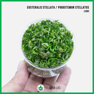 [APC] Eusteralis stellata / Pogostemon stellatus (ฮุสเทอรอลล…
