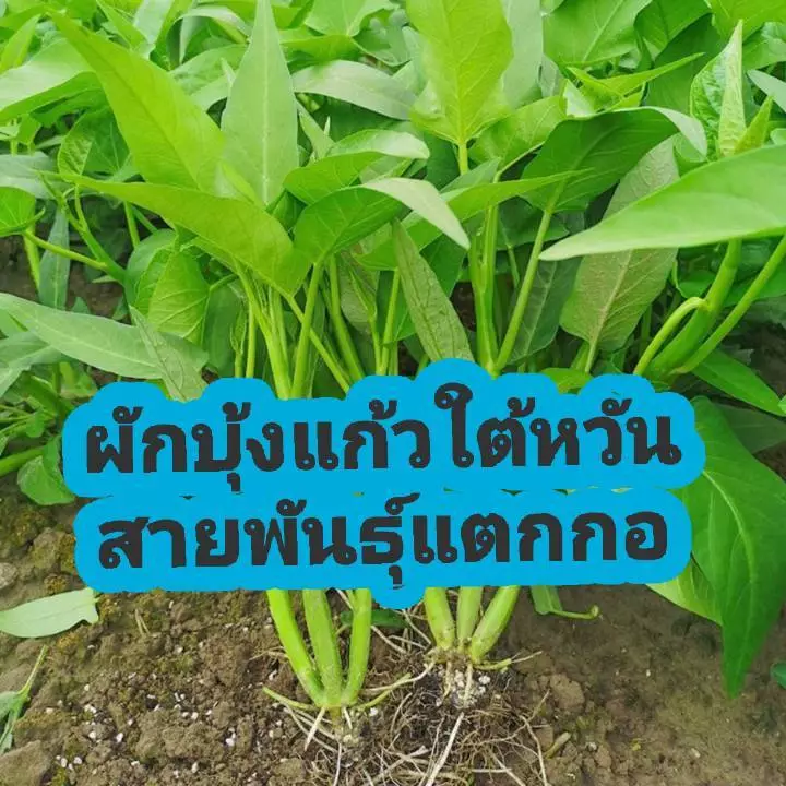 เมล็ดผักบุ้งแก้วสายพันธ์แตกกอ 1ต้นแตกกอได้ 3-5 กอ ชุด 400-600 เมล็ด