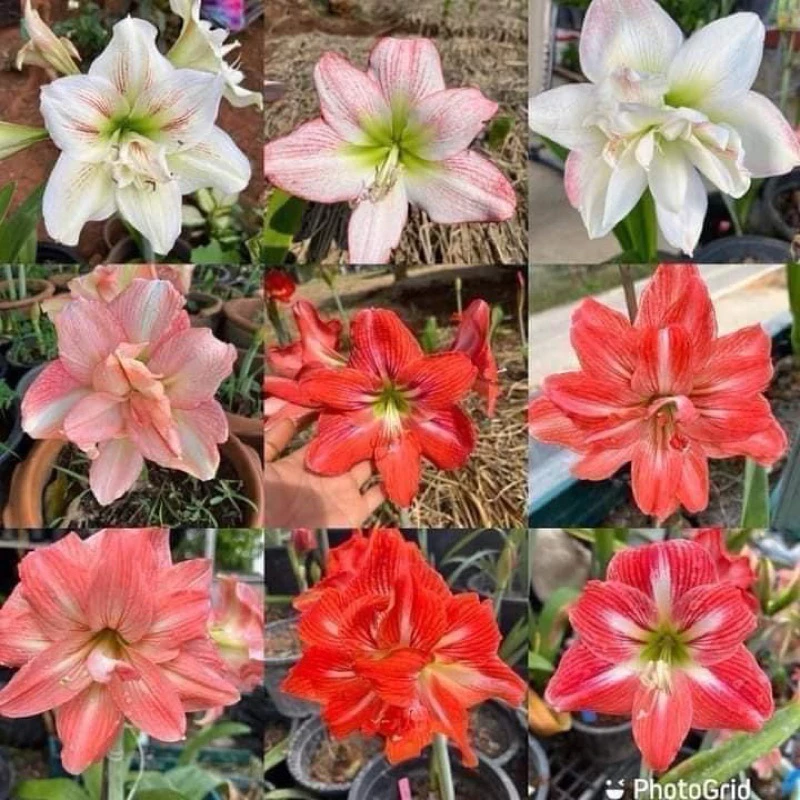 ว่านสี่ทิศคละสีลุ้นชุดละ10หัวคละเล็กใหญ่หัวสมบูรณ์.ลุ้นสีลุ้นดอก ลุ้นสายพันธุ์ถูกงดต่อราคา❣️