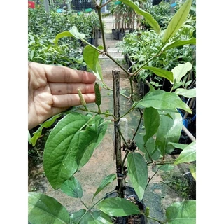 ต้นดีปลี สมุนไพรพื้นบ้านมีรสเผ็ดร้อน สูง 30-60 ซม.