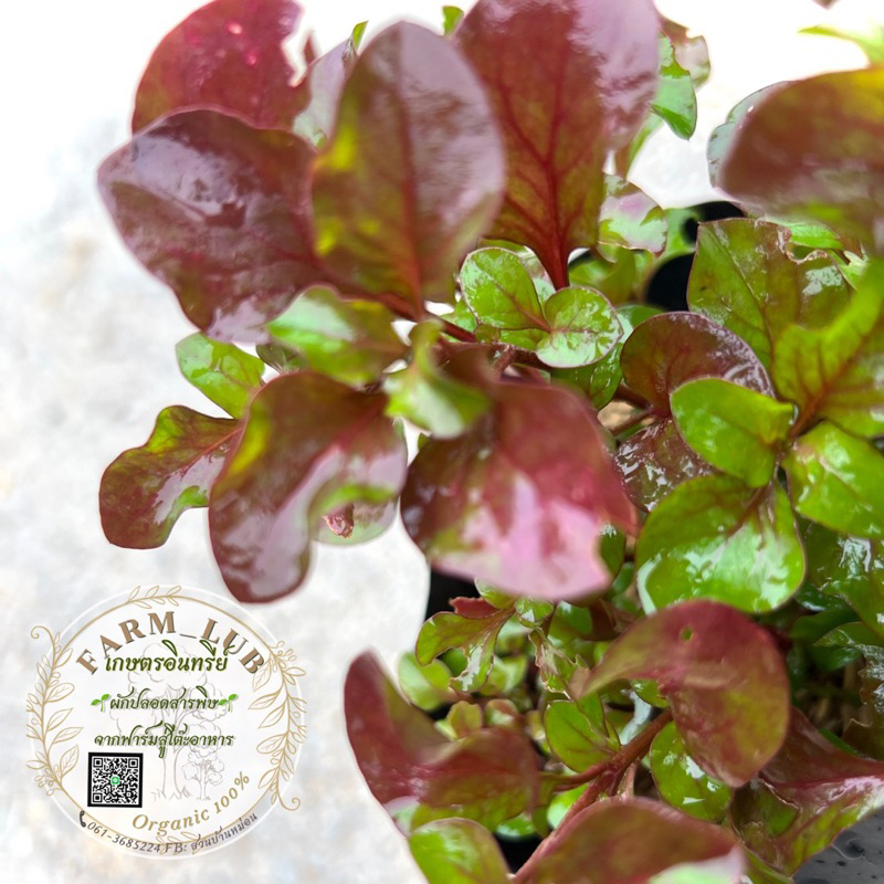 ผักวอเตอร์เครสแดง Red Watercress วอเตอร์เครสญี่ปุ่น ผักน้ำ ผักสวนครัว Organic100% - รูปที่ 3