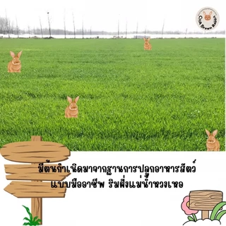 หญ้ากระต่าย หญ้าอัลฟาฟ่าอบลมร้อน Super Premium Alfalfa Grass ขนาด 1Kg.(กล่องน้ำตาล) ใบล้วน