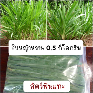ใบหญ้าหวานอิสราเอล 0.5 กิโลกรัม สำหรับสัตว์ฟันแทะ กระต่าย เต่า บ้านสวนพร้อมพงศ์