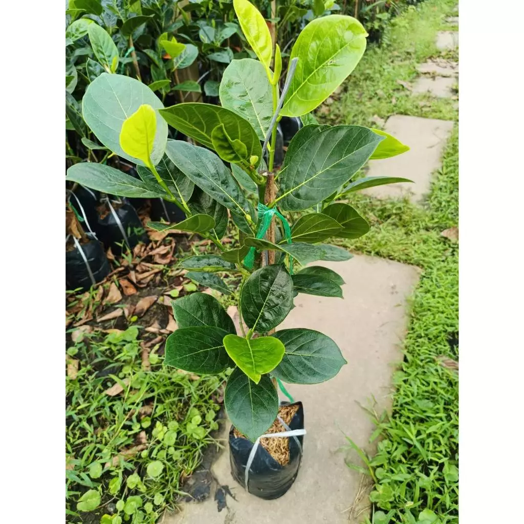 ต้นขนุนไร้เมล็ดเพชรน้ำผึ้ง ทาบกิ่ง🍈ผลใหญ่ไร้เมล็ด ลูกใหญ่8-15โลกันเลยทีเดียว🎋🌳ความสูง 45-50 ซม.🌳(1 ต้น)