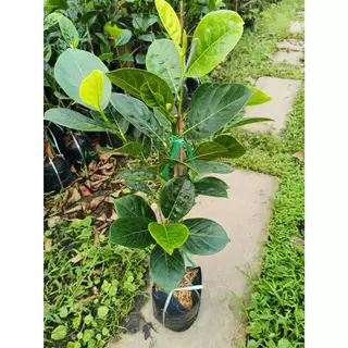 ต้นขนุนไร้เมล็ดเพชรน้ำผึ้ง ทาบกิ่ง🍈ผลใหญ่ไร้เมล็ด ลูกใหญ่8-15โลกันเลยทีเดียว🎋🌳ความสูง 45-50 ซม.🌳(1 ต้น)