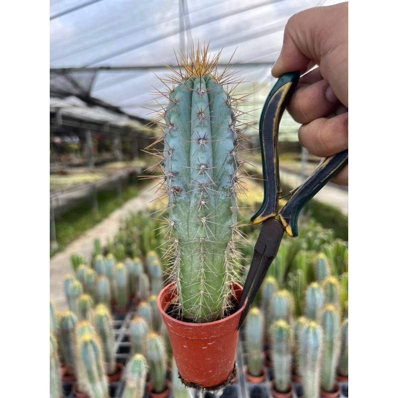 ตอบลูหนามเหลืองดอกสีขาว (12+cm)