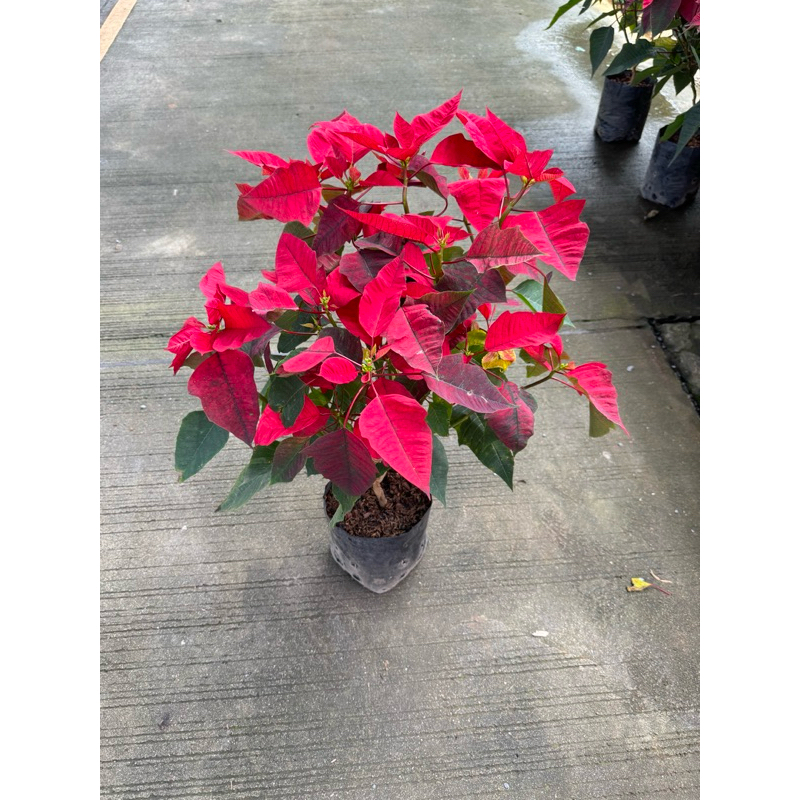 มุมมอง 3