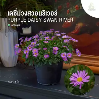 Treeno.9 รวมเดซี่ Daisy ดอกไม้รับประทานได้ กระถางแขวน 8 นิ้ว สูง 25-50 ซม. ไม้ประดับ ไม้ดอก ไม้จัดสวน
