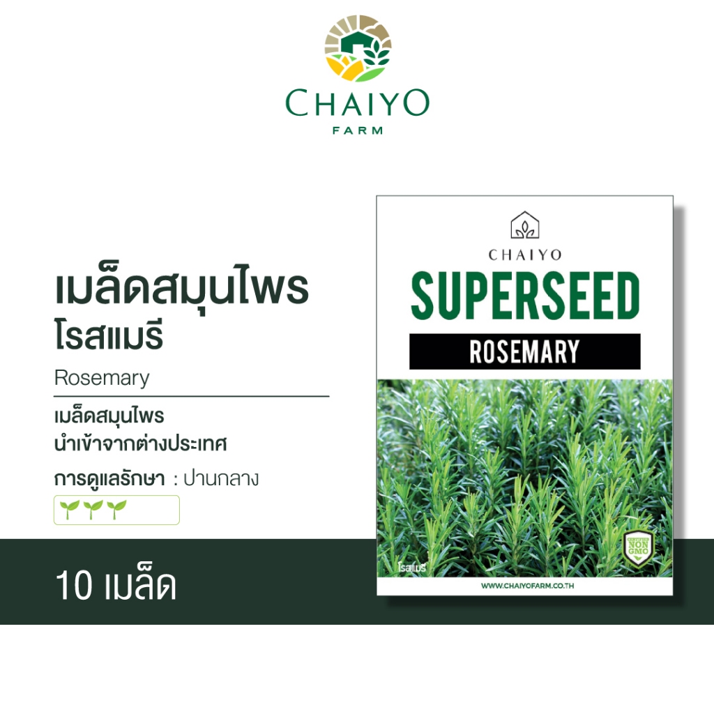เมล็ด ROSEMARY สมุนไพรโรสแมรี