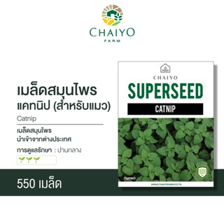 เมล็ด CATNIP เมล็ดสมุนไพรแคทนิป