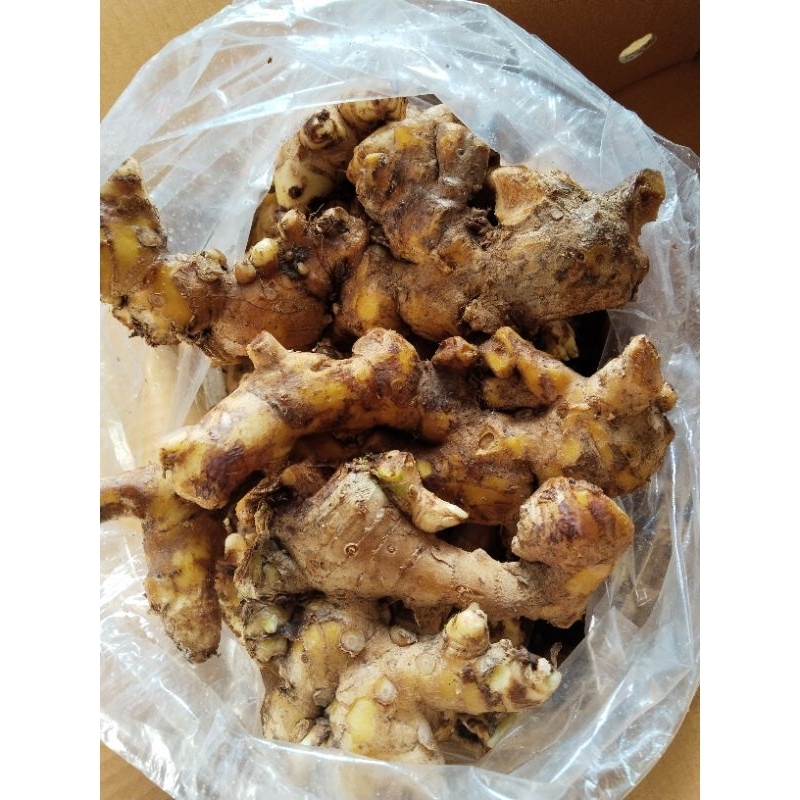 หัวไพลสด 1กิโลกรัม100บาท (สำหรับปลูก)