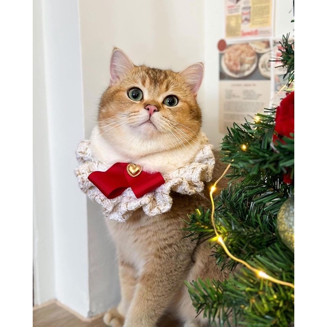purrpet ชุดคุณหนู merry ชุดสัตว์เลี้ยง (Pre-order 2-3 วัน)