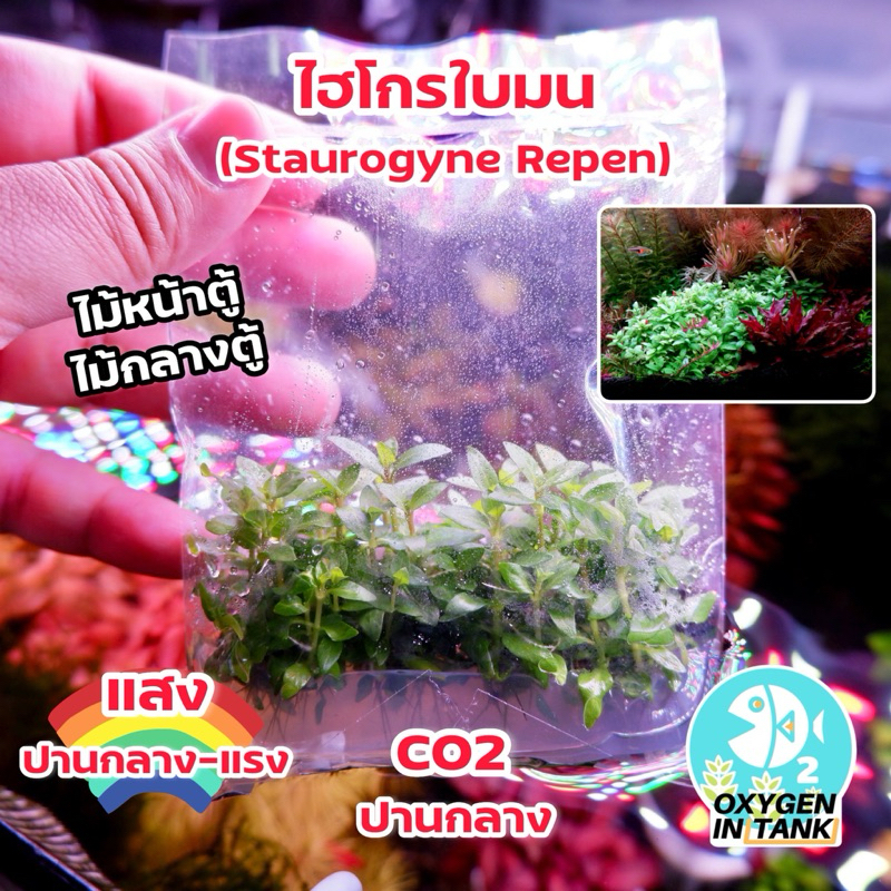 ไฮโกรใบมน[Staurogyne Repens] ไม้เนื้อเยื่อแน่นๆ ไม้น้ำ ต้นไม้น้ำ (พร้อมส่ง)