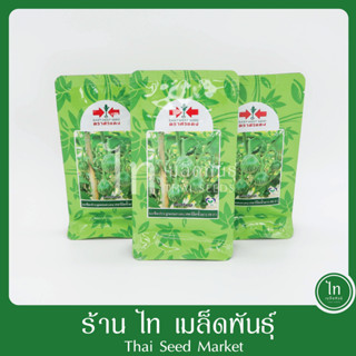 มะเขือเปราะ คางกบ เคอร์มิต ขั้วยาว 59 F1 เคอมิต เมล็ดพันธุ์ …