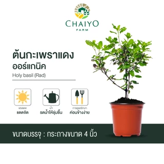 ต้นกะเพราแดง ต้นกะเพราเขียว และ ต้นโหระพาไทย ออร์แกนิค (รวมสมุนไพรไทย ออร์แกนิค 3 ชนิด) กระถาง 4 นิ้ว และ 6 นิ้ว