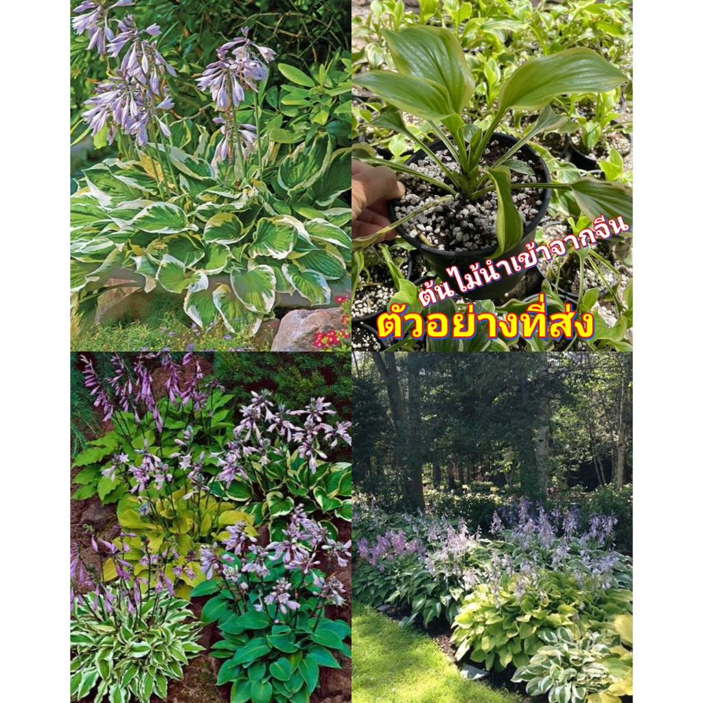 (1ต้น) ต้น ฮอสต้าด่าง hosta ต้นฮอสต้า ด่าง ดอกสีม่วง / ศรัณย์รักษ์