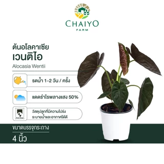 ต้น อโลคาเซีย เวนติไอ Alocasia Wentii