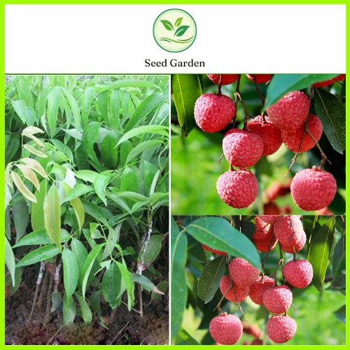 [ต้นทาบ] กล้าลิ้นจี่เวียดนามเหมาะกับหลายสภาพอากาศ ผลหวานฉ่ำ สูง 60-80 ซม.