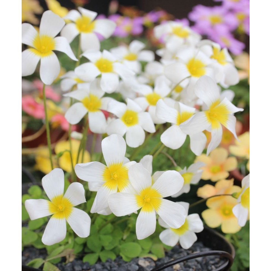 Oxalis obtusa 'Silver Moon' อ็อกซาลิส โอเบซ่า ซิลเวอร์ มูน