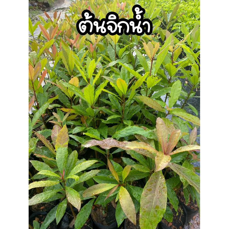 ต้นจิกน้ำ ต้นจิกนา ต้นกระโดนน้ำ เกสรดอกสีแดง ไม้ยืนต้น