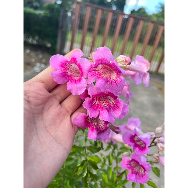 🌿แฮปปี้เนส ต้นดอกแฮปปี้เนส ทองอุไรสีชมพู กระถาง 10 นิ้ว