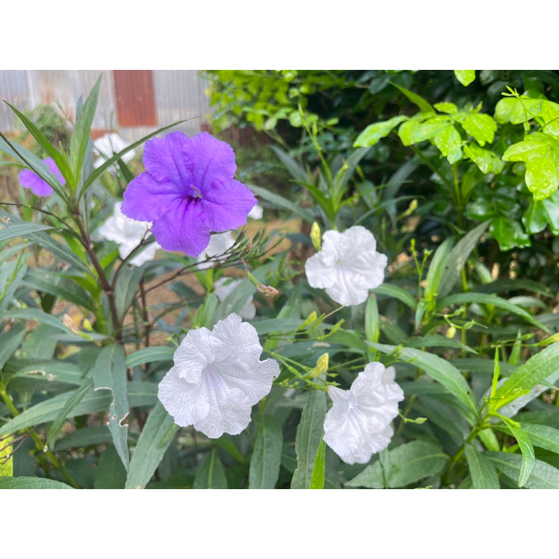 🌿*แถมทุกออเดอร์*เทพประทานพร ดอกต้นต้อยติ่งฝรั่ง สีม่วง สีขาว ต้นฟ้าประทานพร กิ่งละ 1 บาท