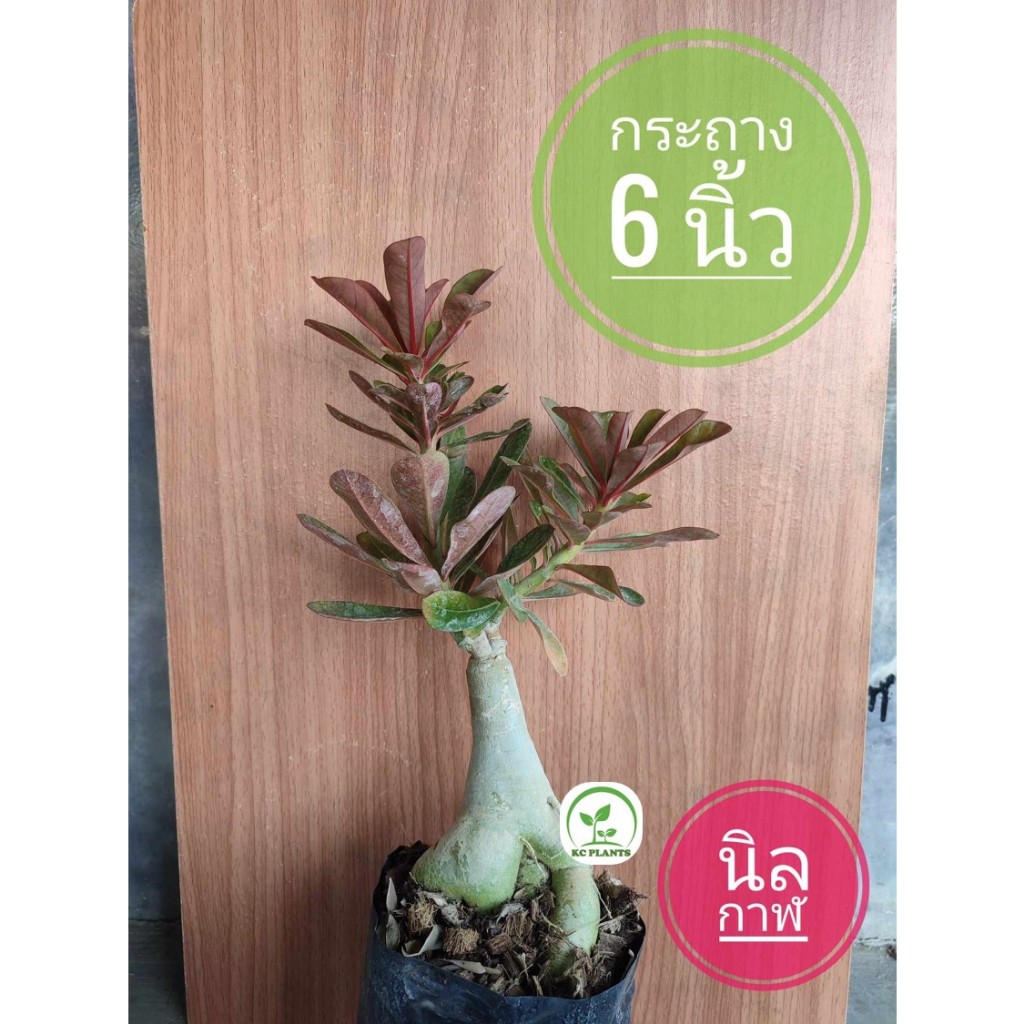 ต้นชวนชม ชวนชมนิลกาฬ ชวนชมใบแดงดำ ขนาดกระถาง 6 นิ้ว