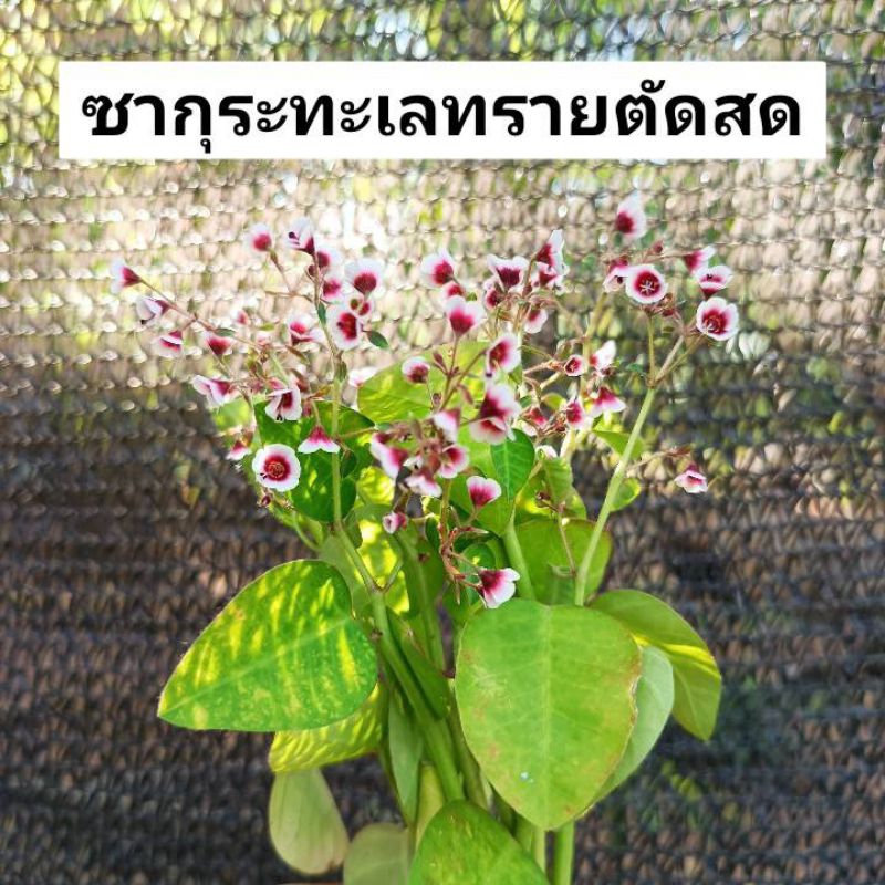 ซากุระทะเลทราย กิ่งตัดสด สำหรับนำไปชำเองความยาว 15 เซนติเมตรขึ้นไป ชำง่ายรากมาไว