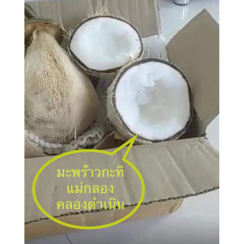 มะพร้าวกะทิ น้ำข้น(หนึบ ฟู) ร้านแม่กลอง คลองดำเนิน สดๆจากสวน จัดส่งไว 1-3 วัน