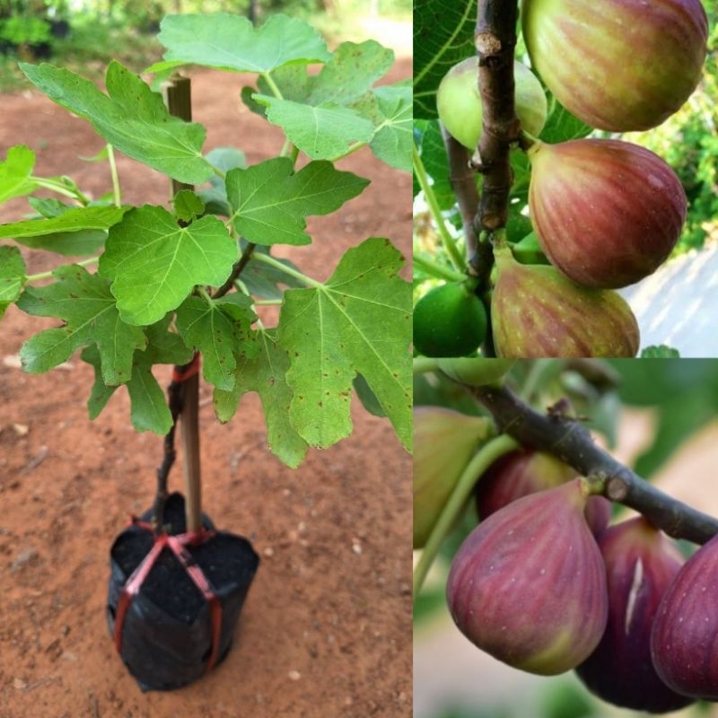 ต้นมะเดื่อฝรั่งพันธุ์ญี่ปุ่น/ตอนกิ่ง/ต้นเตี้ยปีเดียวติดผล ลูกดกรสหวานอร่อย