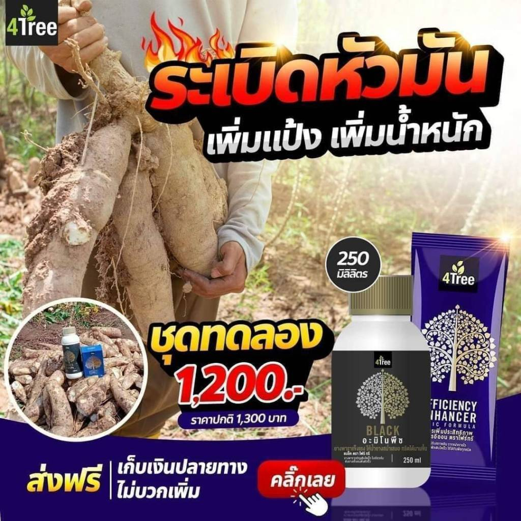 4Tree โฟร์ทรี + Amino Black อะมิโนแบล็ค (250 ซีซี)สูตร​ระเบิดหัวมัน เร่งราก เพิ่มน้ำหนัก​ สร้าง​แป้ง