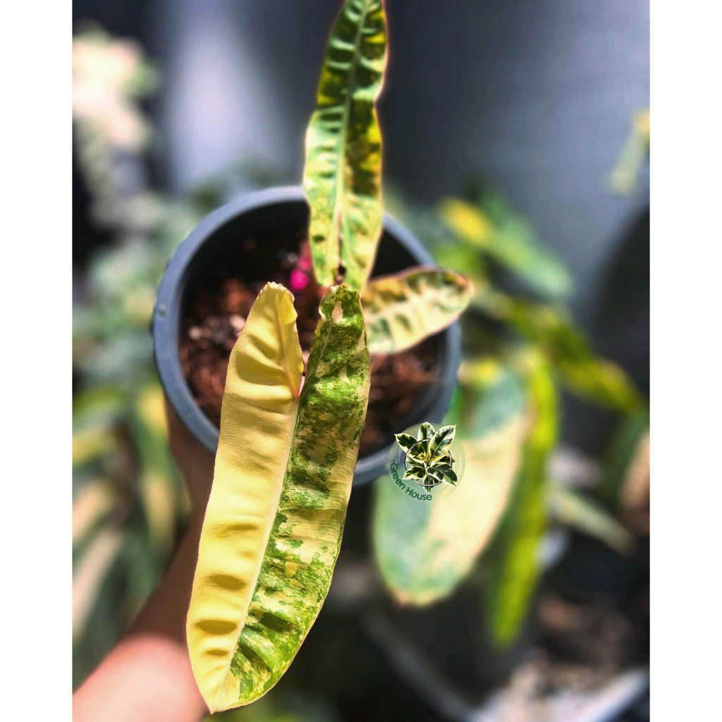 Philodendron  billietiae  Variegated  ฟิโลเดนดรอน ก้านส้มด่าง