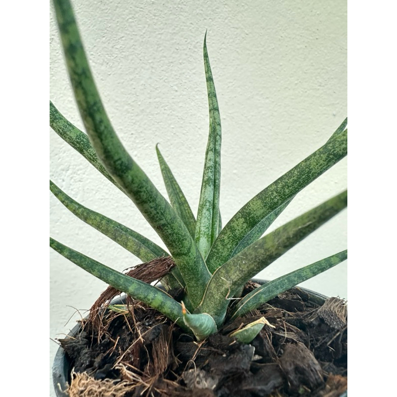 ต้นไม้ตระกูลลิ้นมังกร Pot3” เพลิงสะบัดกระถาง Sansevieria Francisii รากแน่นเต็มกระถาง