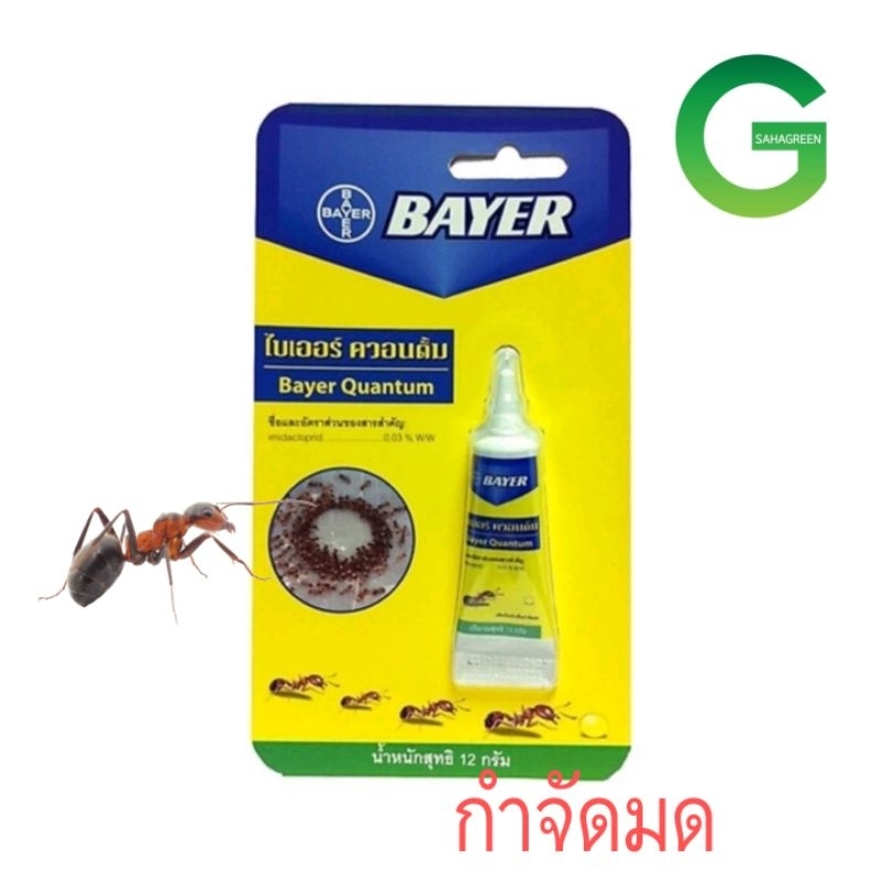 bayer quantum เจลกำจัดมด ตายยกรัง ไม่เหม็น