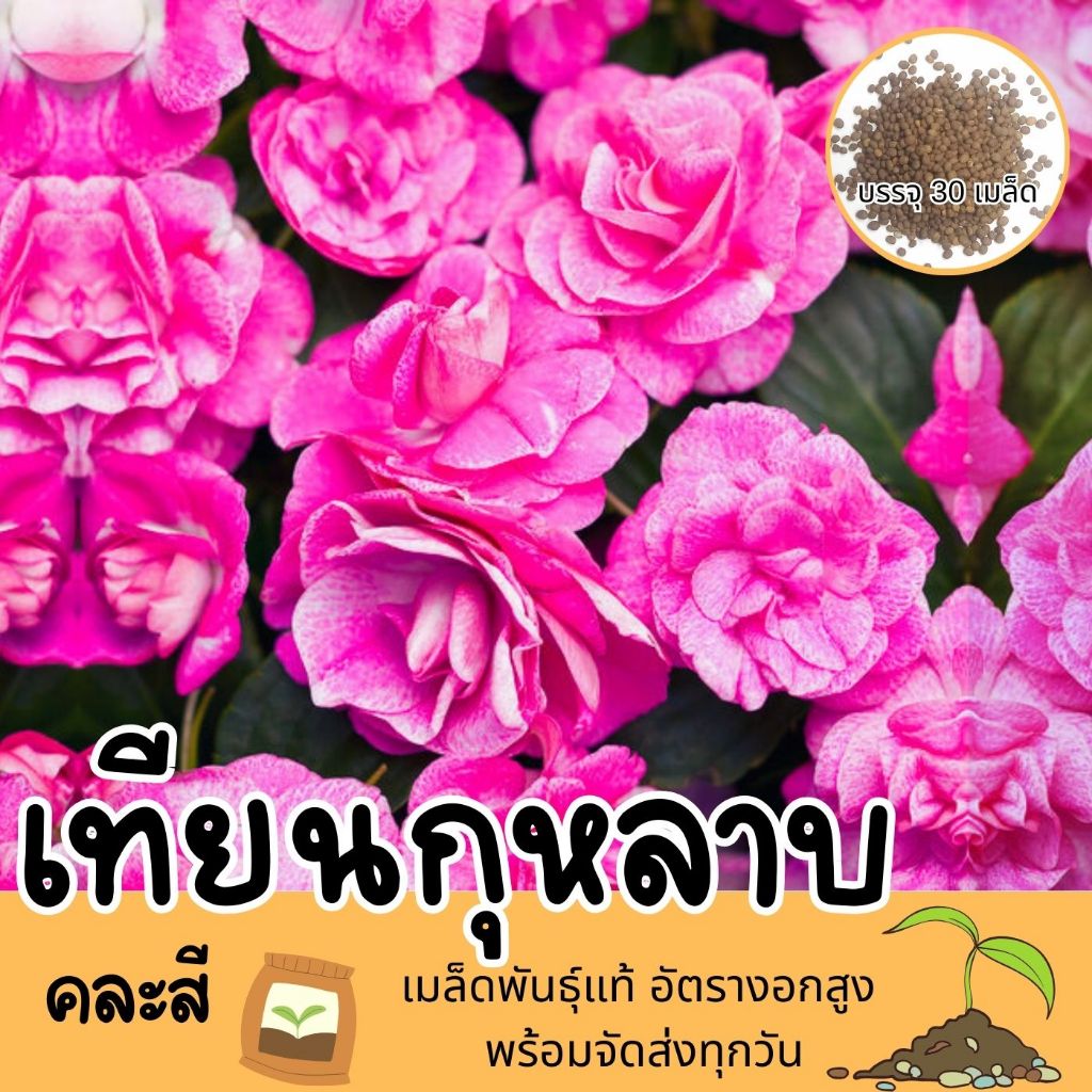 5 แถม 1 เมล็ดเทียนกุหลาบ / เทียนซ้อน (Mixed Double Impatiens Flower Seed) เมล็ดพันธุ์แท้ ปลูกง่าย อัตรางอกสูง