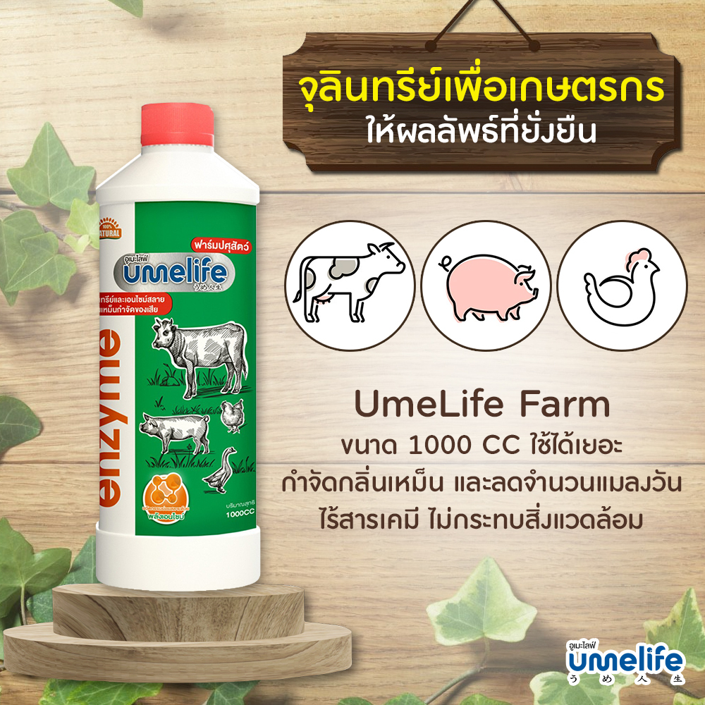 #จุลินทรีย์สลายกลิ่น
#เอนไซม์สลายกลิ่น
#กำจัดกลิ่นแอมโมเนีย
#ฟาร์มปศุสัตว์ไร้กลิ่น
#Umelife