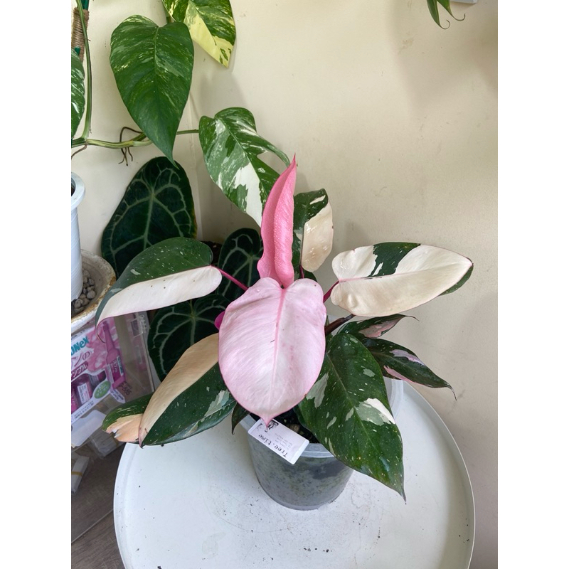 philodendron pink princess/philodendron pink princess marble